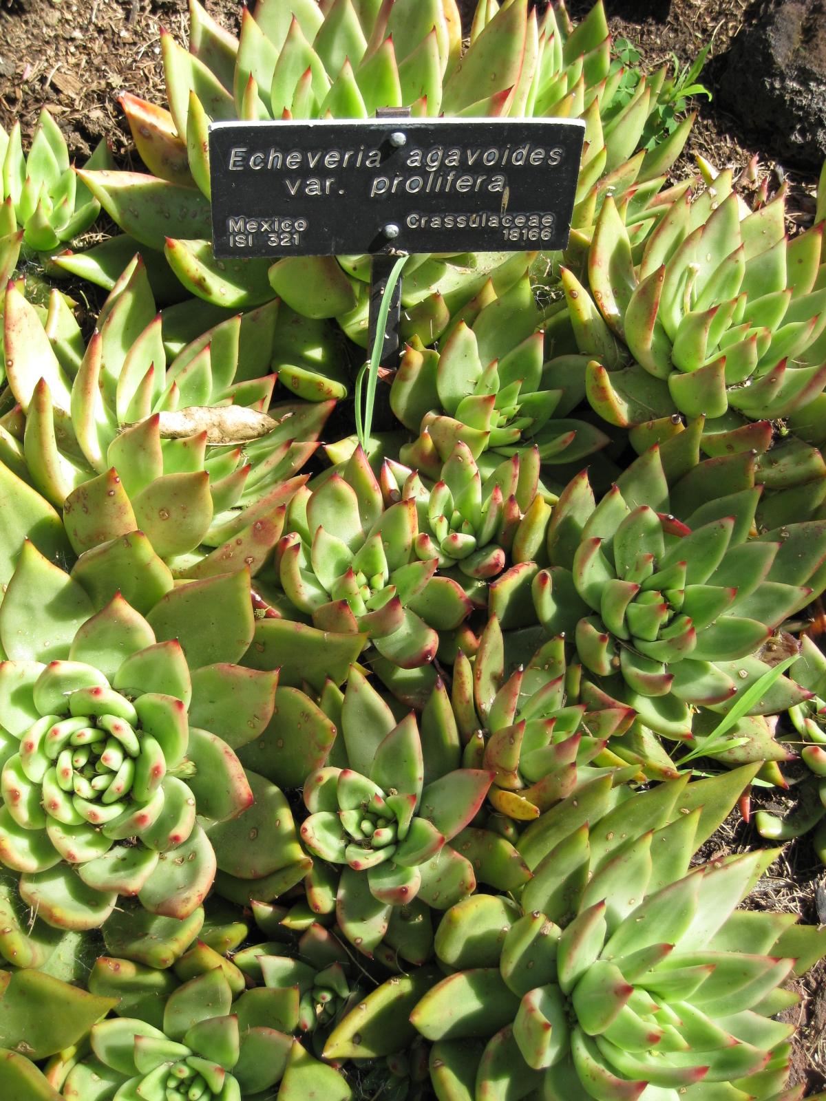 Echeveria agavoides: Photographed at Huntington Gardens (Los Angeles) in March