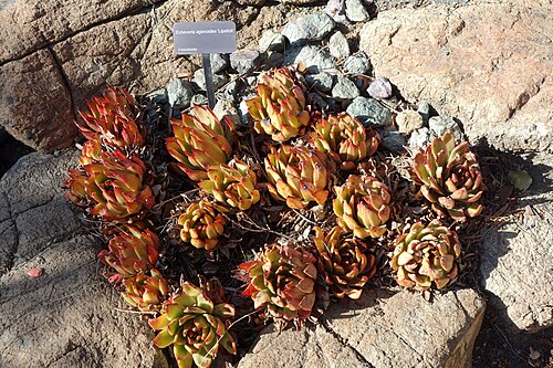 Echeveria agavoides: Botanical specimen in Leaning Pine Arboretum, California Polytechnic State University, San Luis Obispo, California, USA.