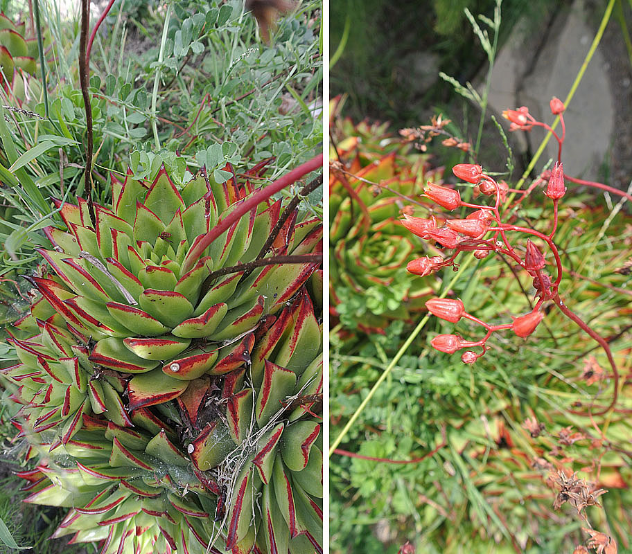 Echeveria agavoides: Red-edge Agave is native to central Mexico, but this example from a private garden in San Francisco may well be a cultivar.