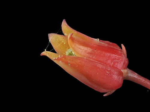 Echeveria agavoides: Echeveria agavoides. Flowers of the crested wax echeveria. Grows in several states in central Mexico. For pictures of how the basal rosette looks see my Echever