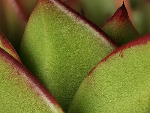 Echeveria agavoides: Echeveria agavoides—crested molded wax agave. Continuing a series of photomacrography experiments. Photographed with Olympus Pen E-PL1 with Canon 100 mm FD macr