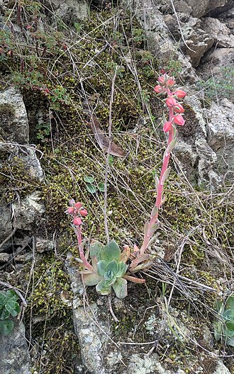 Echeveria andicola: Echeveria andicola, Huachón, Pasco, 2026-01-08 (iNaturalist).