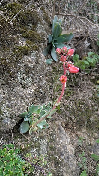 Echeveria andicola: Echeveria andicola, Huachón, Pasco, 2026-01-08 (iNaturalist).