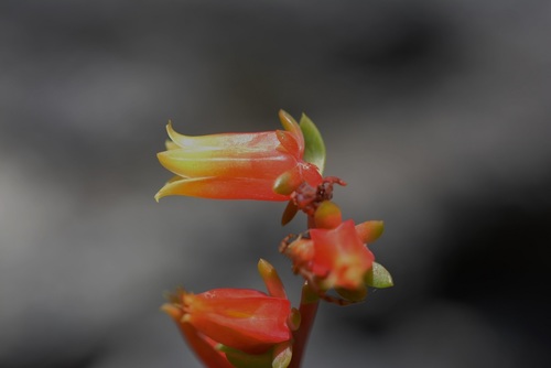 Echeveria bella (Echeveria bella)