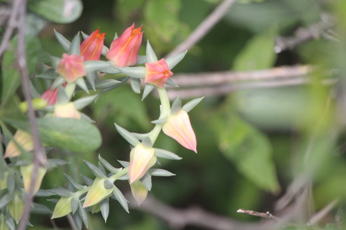 Echeveria bifida (Echeveria bifida)
