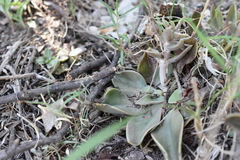 Echeveria bifida (Echeveria bifida)