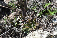 Echeveria bifida (Echeveria bifida)