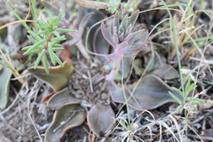 Echeveria bifida (Echeveria bifida)