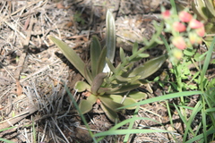 Echeveria bifida (Echeveria bifida)