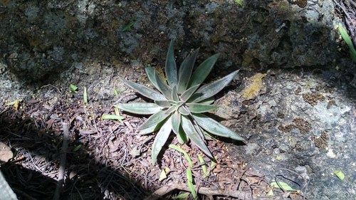 Echeveria bifida (Echeveria bifida)