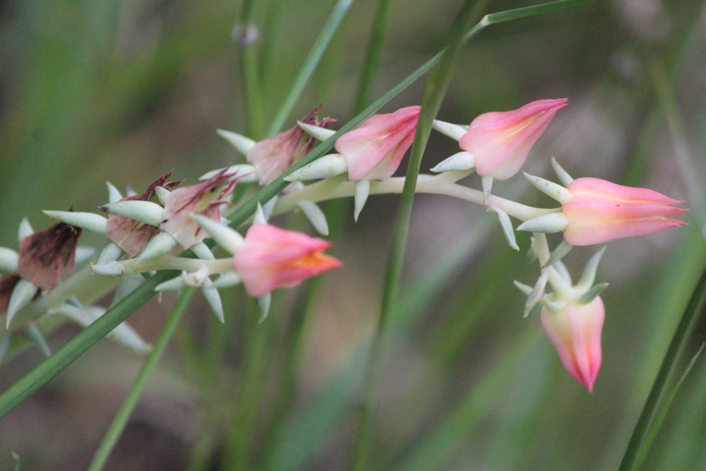 Echeveria bifida (Echeveria bifida)
