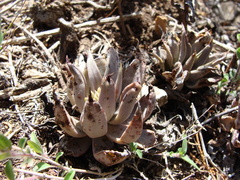 Echeveria bifida (Echeveria bifida)