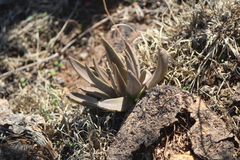 Echeveria bifida (Echeveria bifida)