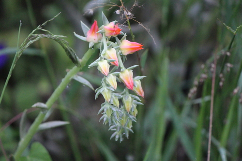 Echeveria bifida (Echeveria bifida)