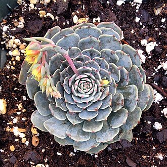 Echeveria chihuahuaensis: Echeveria chihuahuaensis