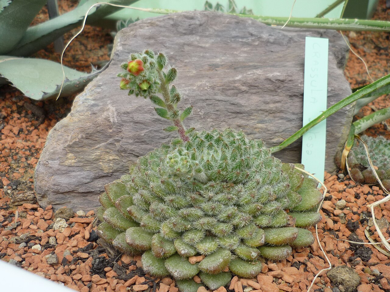 Echeveria coccinea: Echeveria pubescens, jardin des plantes de Paris, France