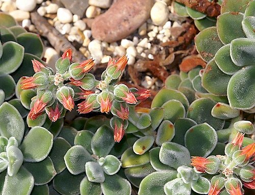 Echeveria coccinea: Location taken: the New York Botanical Garden. Names: Echeveria coccinea DC., Echeveri Classification: Plantae > Magnoliophyta > Magnoliopsida > Saxifragales >