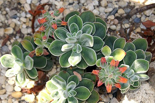Echeveria coccinea: Location taken: the New York Botanical Garden. Names: Echeveria coccinea DC., Echeveri Classification: Plantae > Magnoliophyta > Magnoliopsida > Saxifragales >