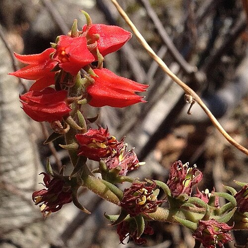 Echeveria coccinea: Inflorescence of Echeveria coccinea, a plant in the stonecrop family (Crassulaceae) native of the Trans-Mexican Volcanic Belt.