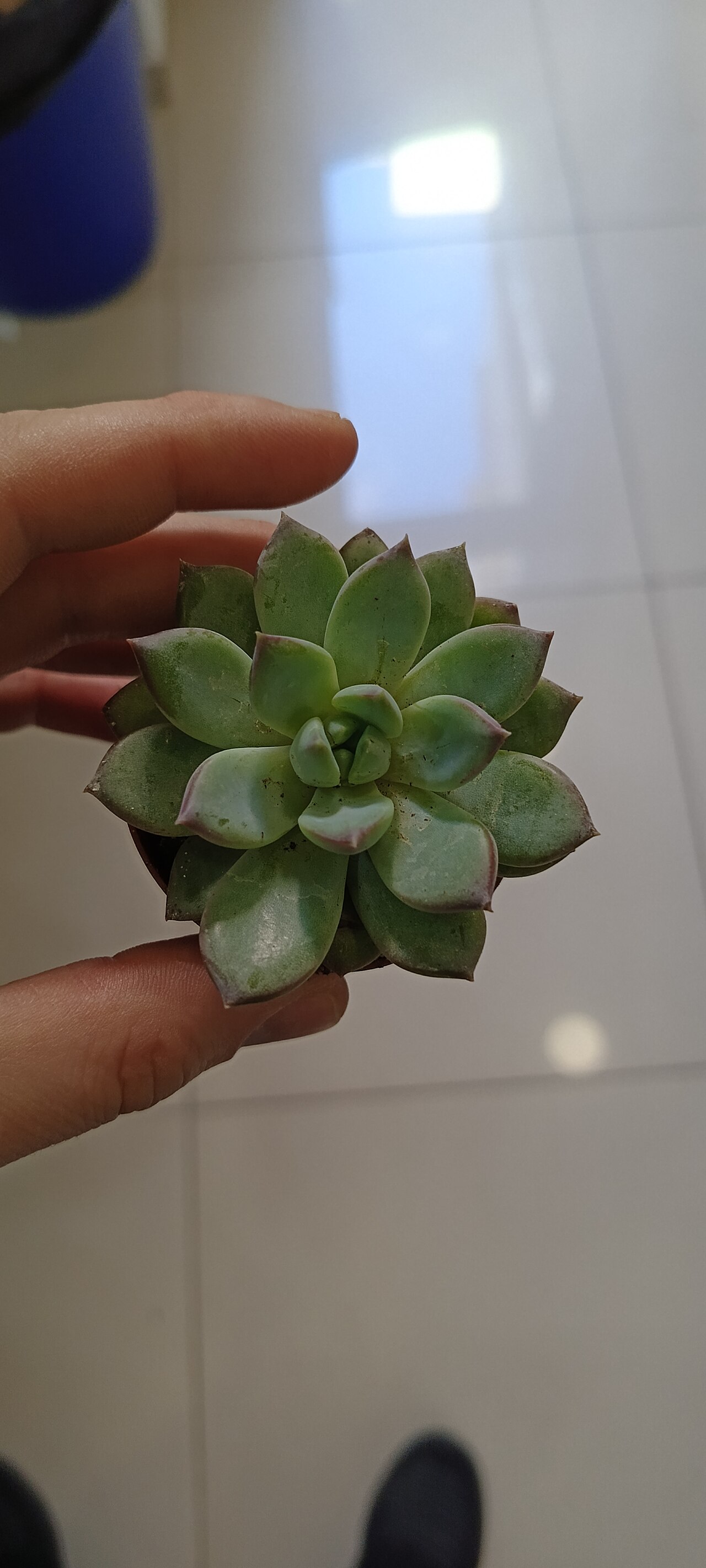 Echeveria colorata: Çiçekler