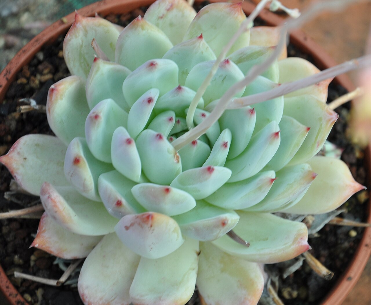 Echeveria colorata: Echeveria colorata