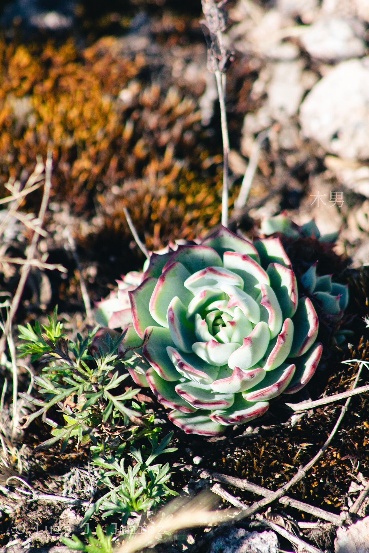 Echeveria colorata: Se muestra un ejemplar de "Echeveria Colorata" en "Las Lajas" dentro del "Parque Nacional El Chico"