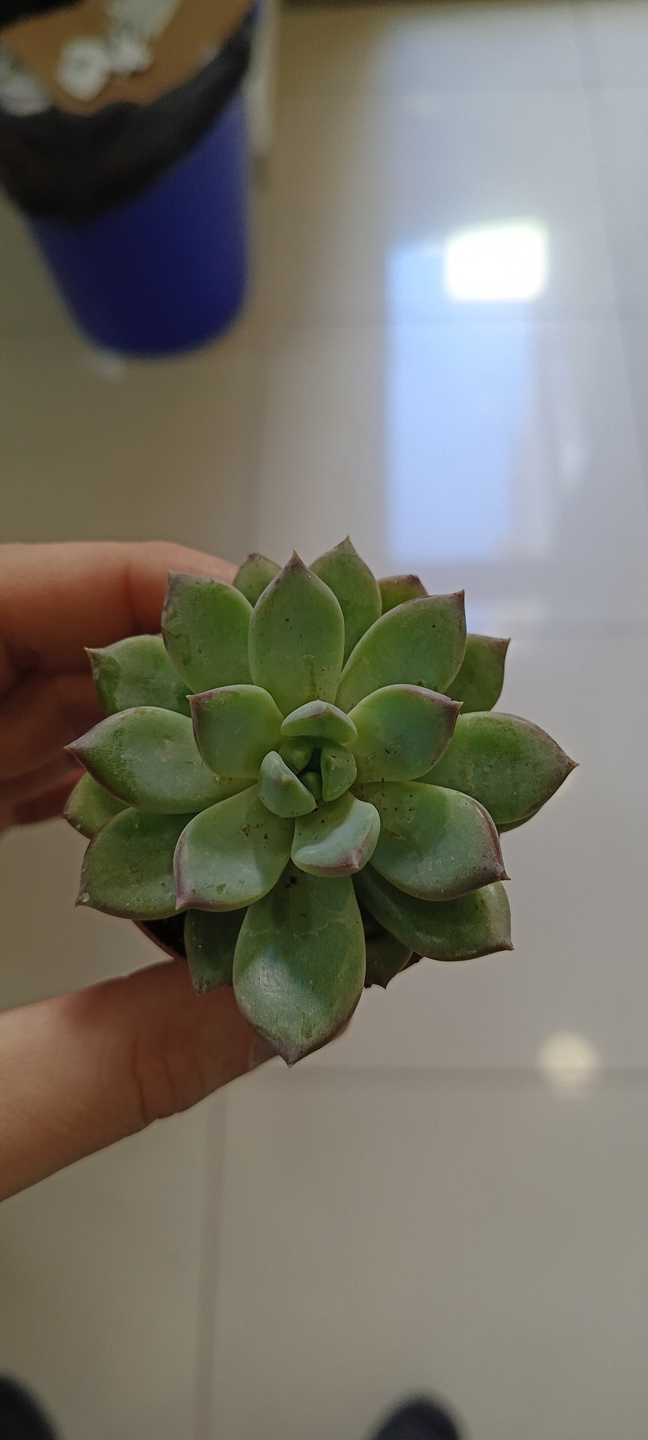 Echeveria colorata: Çiçekler