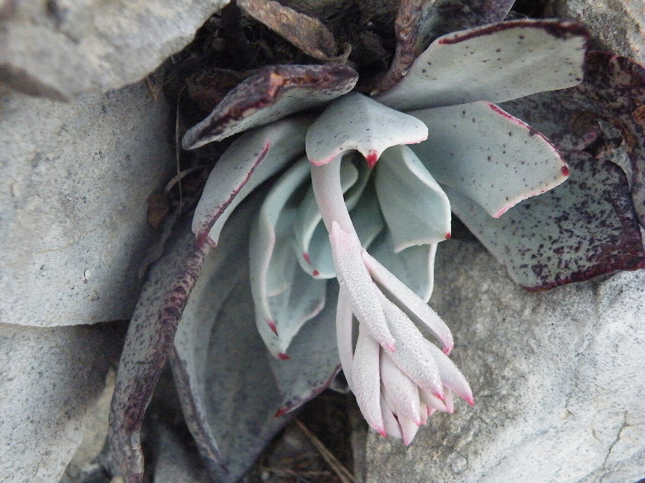 Echeveria cuspidata: Mina, Nuevo Leon