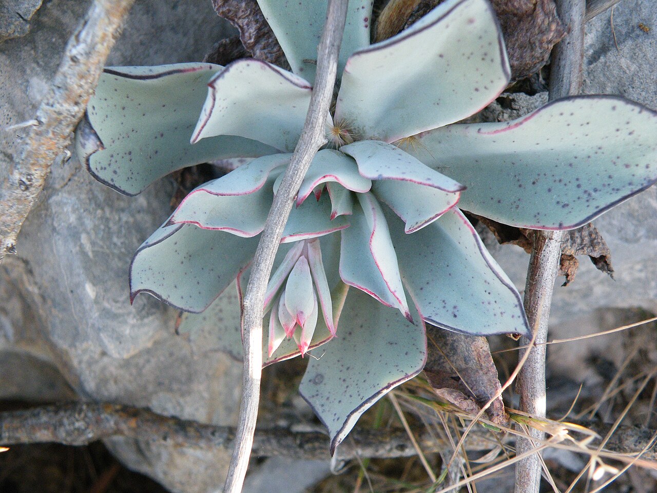 Echeveria cuspidata: Mina, Nuevo Leon