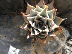 Echeveria cuspidata (Echeveria cuspidata)