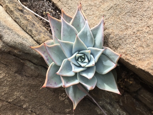 Echeveria cuspidata (Echeveria cuspidata)