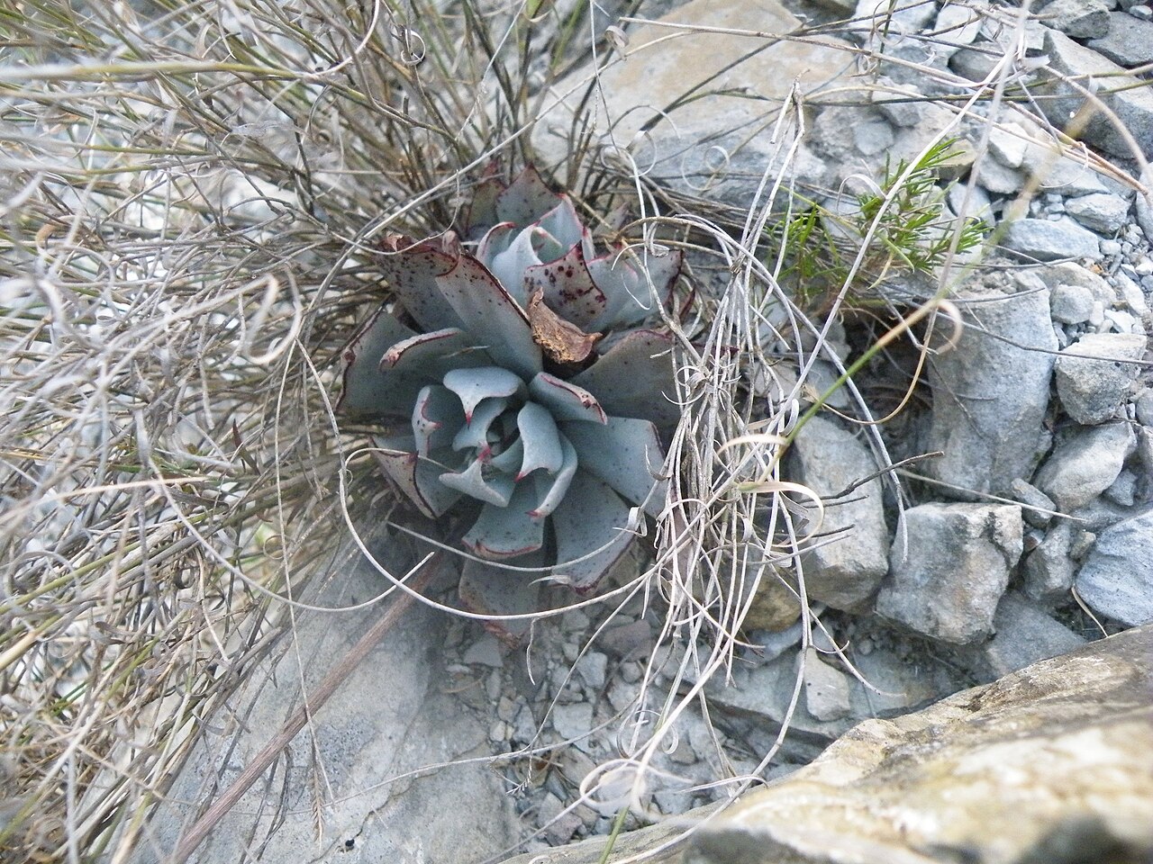 Echeveria cuspidata: Mina, Nuevo Leon