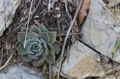 Echeveria cuspidata (Echeveria cuspidata)