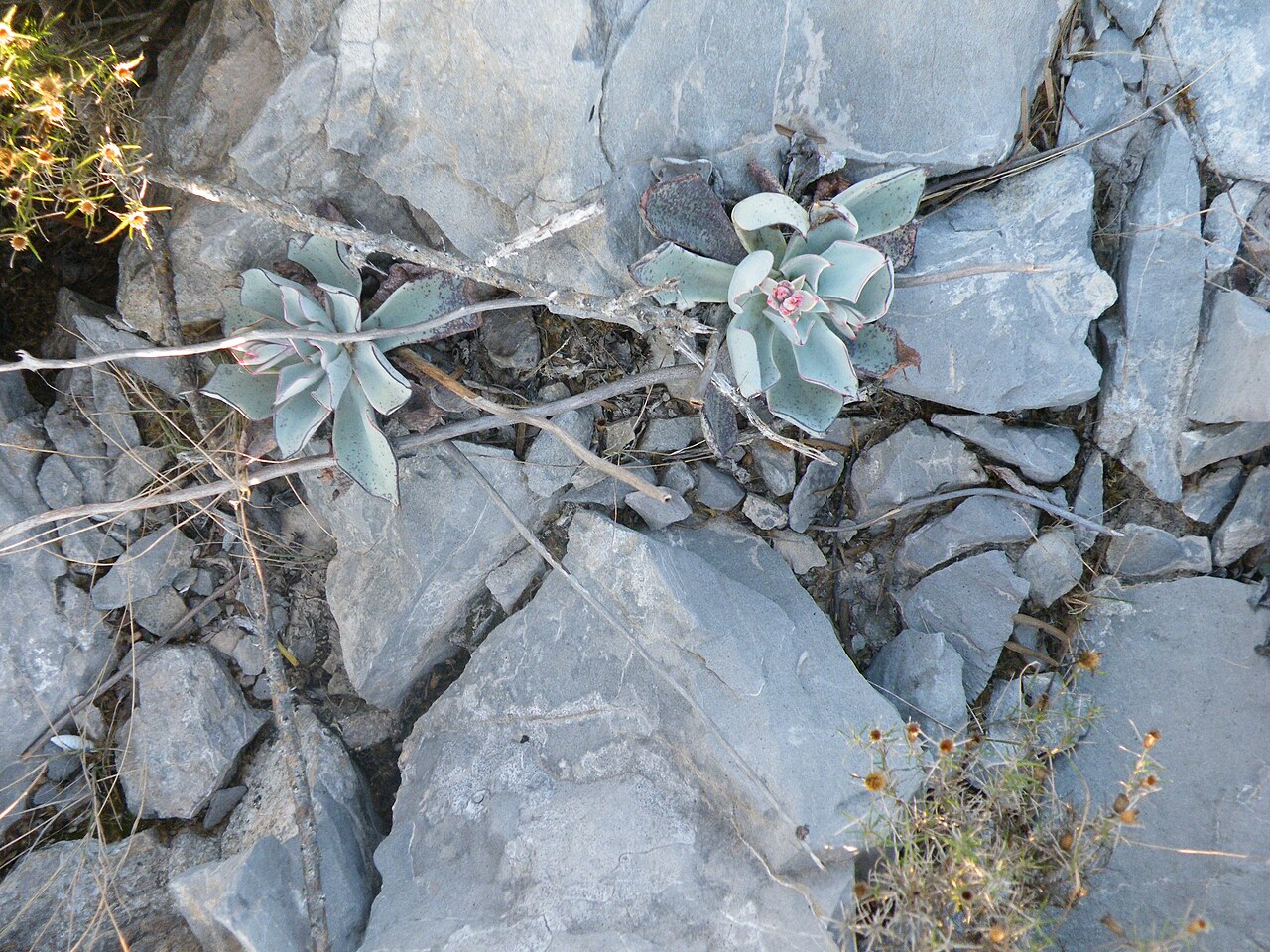 Echeveria cuspidata: Mina, Nuevo Leon