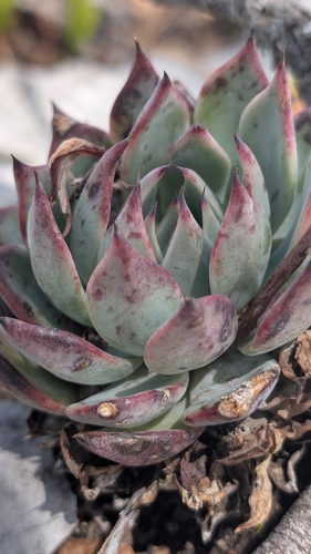 Echeveria cuspidata (Echeveria cuspidata)