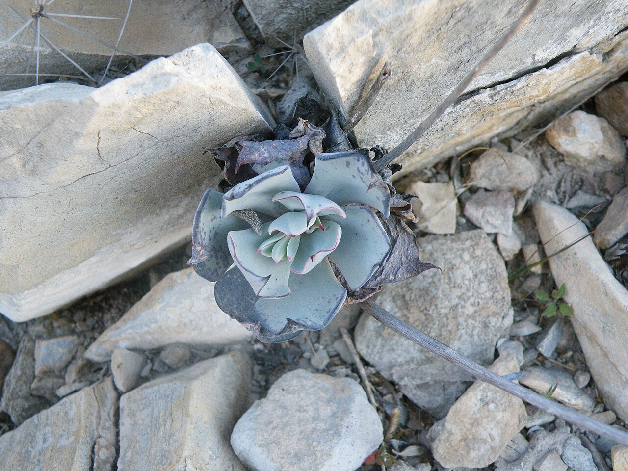 Echeveria cuspidata: Mina, Nuevo Leon