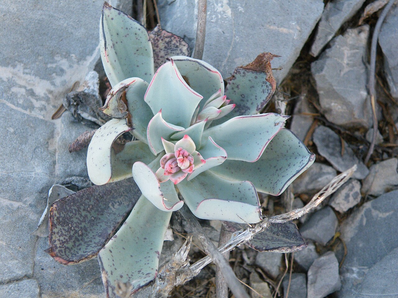 Echeveria cuspidata: Mina, Nuevo Leon