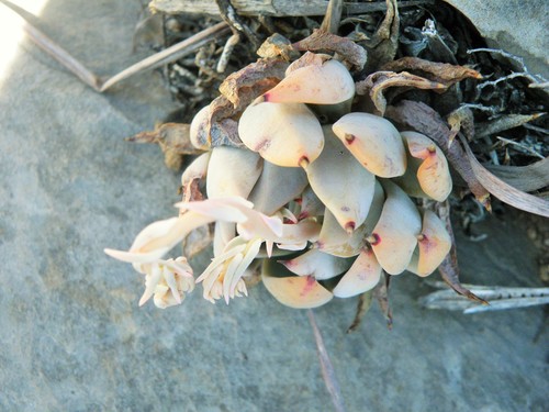 Echeveria cuspidata (Echeveria cuspidata)
