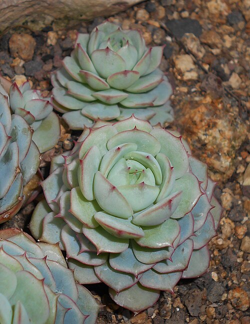 Echeveria derenbergii: Echeveria derenbergii , Botanischer Garten Berlin.