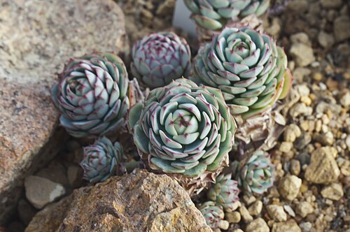 Echeveria derenbergii: Echeveria derenbergii , Jardín Botánico de Múnich, Alemania