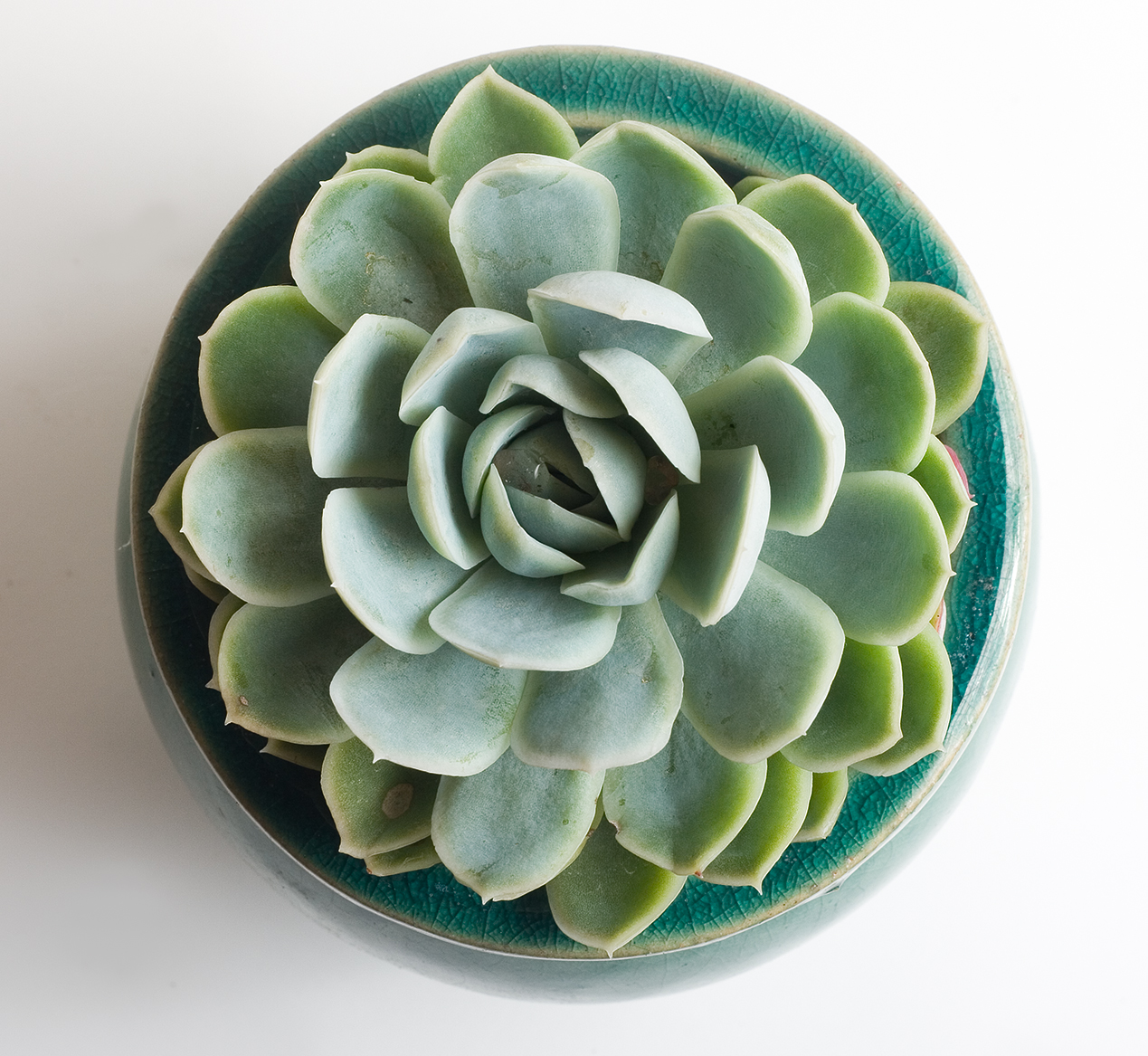 Echeveria derenbergii: Echeveria derenbergensis