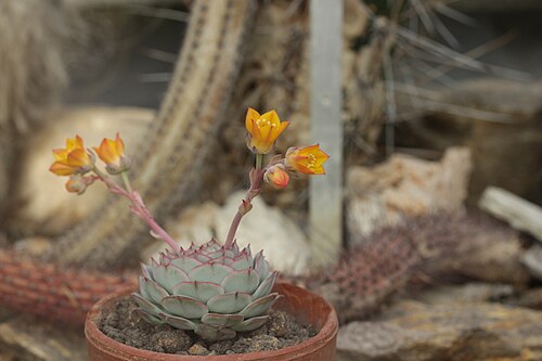 Echeveria derenbergii: Painted-lady - Echeveria derenbergii