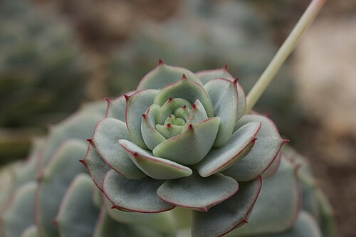 Echeveria derenbergii: Painted-lady - Echeveria derenbergii