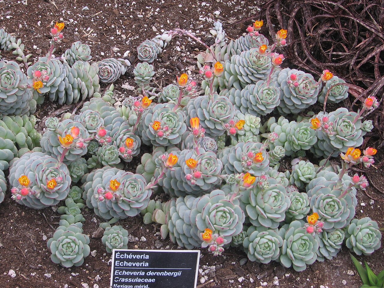 Echeveria derenbergii: Echeveria derenbergii , Jardin Botanique de Montréal