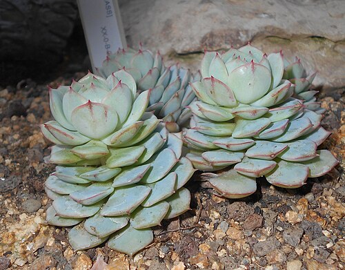 Echeveria derenbergii: Echeveria derenbergii , Botanischer Garten Berlin.
