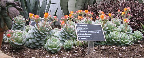Echeveria derenbergii: Echeveria derenbergii , Jardin Botanique de Montréal