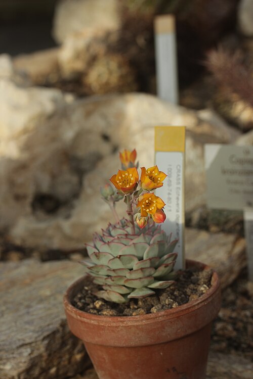 Echeveria derenbergii: Painted-lady - Echeveria derenbergii