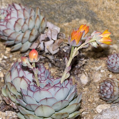 Echeveria derenbergii: Please report references to olei@despammed.com .