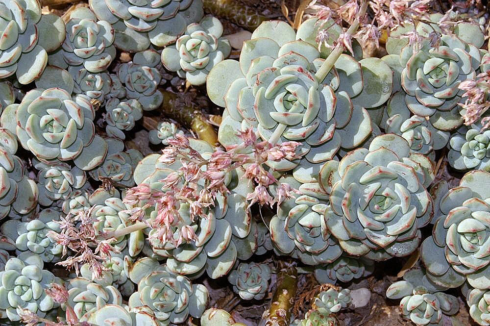 Echeveria derenbergii: Location taken: the New York Botanical Garden. Names: Echeveria derenbergii J.A.Purpus, Baby Echeveria, Painted Lad Classification: Plantae > Magnoliophyta > Ma