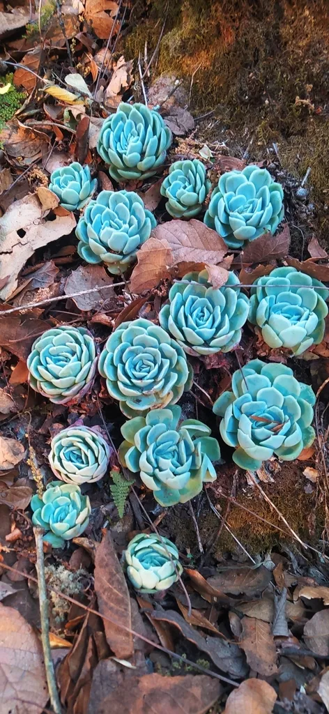Mexican snow ball (Echeveria elegans)